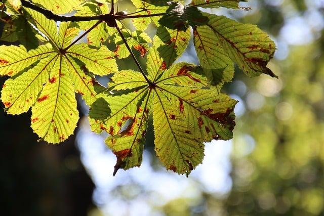 The Joy of Seasonal Traditions: Music That Sets the Perfect⁣ Atmosphere